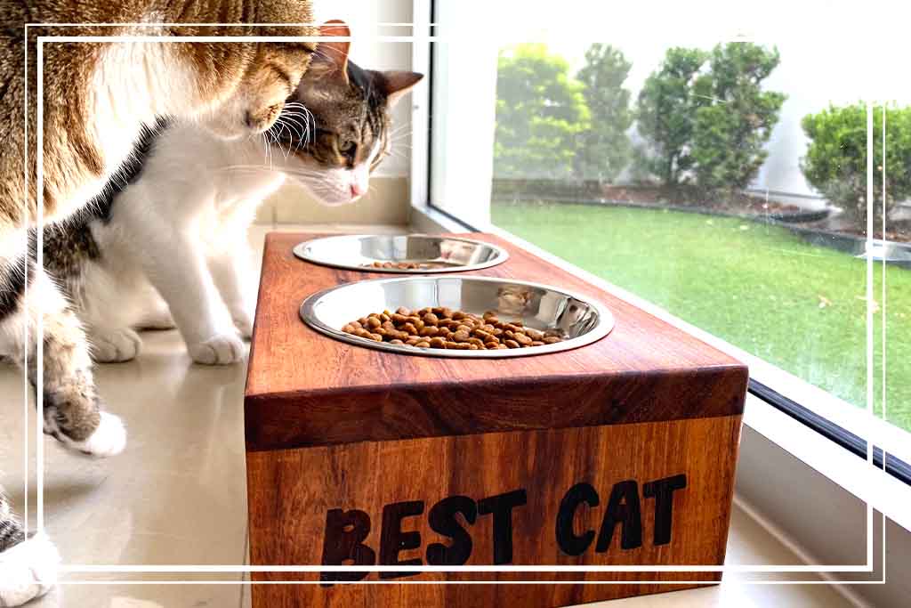 Comedero & Bebedero para Gatos