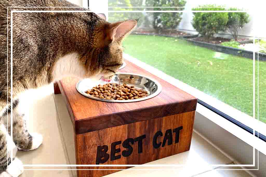 Comedero & Bebedero para Gatos
